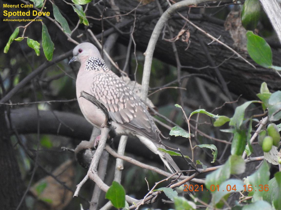 Dove Spotted (53) Coming Soon